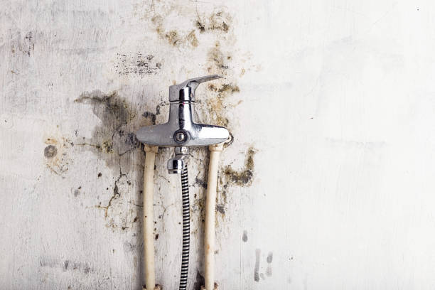 Best Local Mold Removal Service  in Colesville, MD