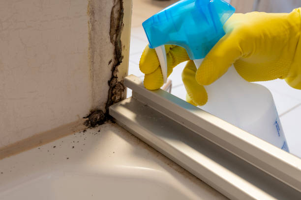 Mold Removal Process in Colesville, MD