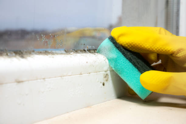 Best Water Damage Restoration  in Colesville, MD