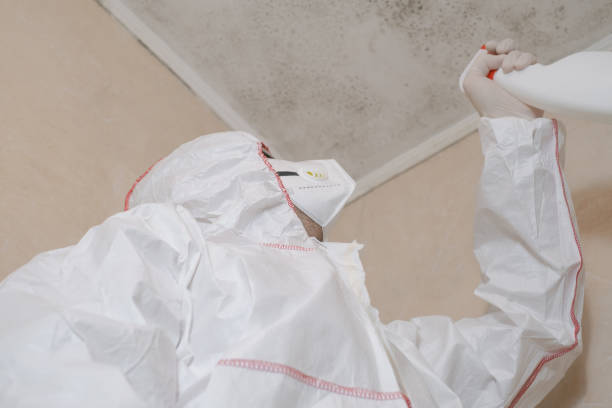 Best Attic Mold Removal  in Colesville, MD