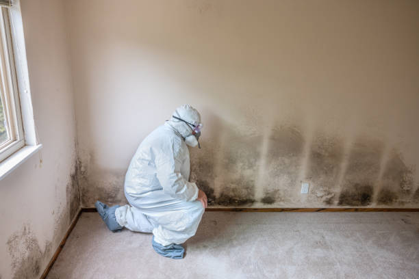 Best Mold Testing  in Colesville, MD