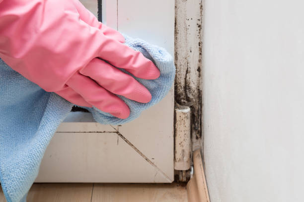 Best Toxic Mold Removal  in Colesville, MD