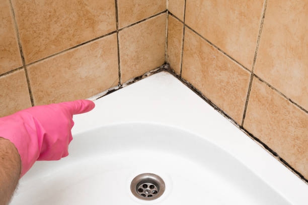 Best Mold Remediation Experts  in Colesville, MD